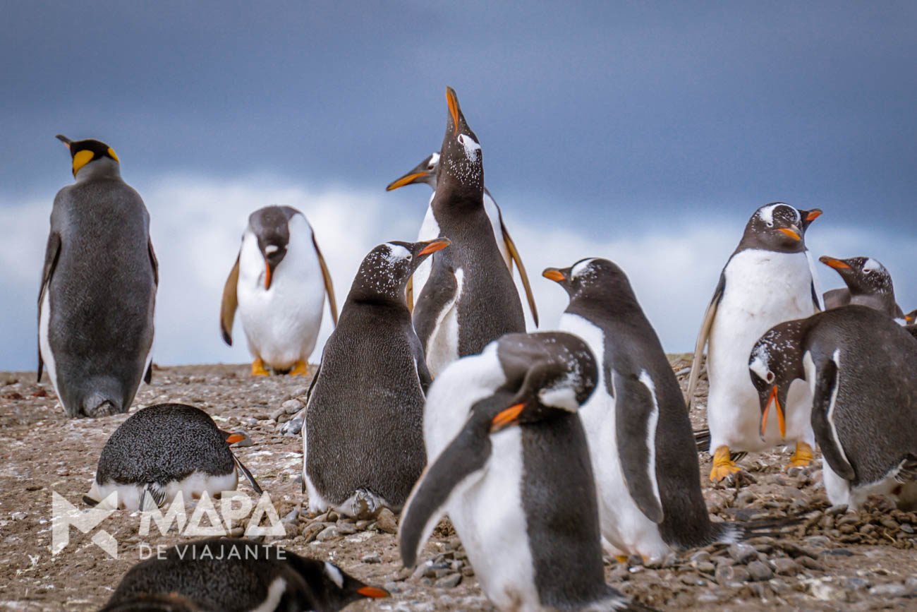 Pinguins Papua e um Pinguim Rei curtem a primavera meridional na Isla Martillo.