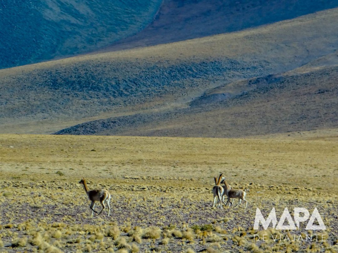 Guanacos no deserto