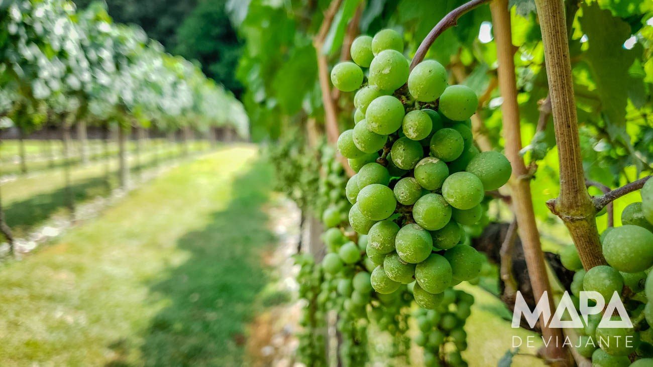 Vale dos Vinhedos Serra Gaúcha