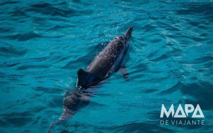 Salto Golfinhos rotadores Fernando de Noronha Passeio de Barco
