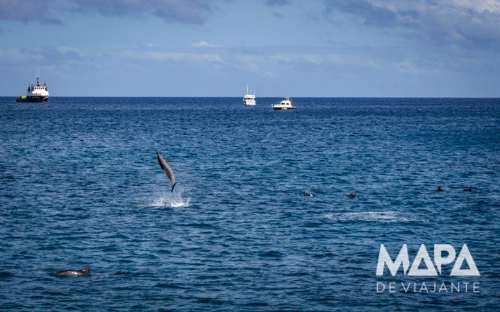 Salto Golfinhos rotadores Fernando de Noronha Passeio de Barco