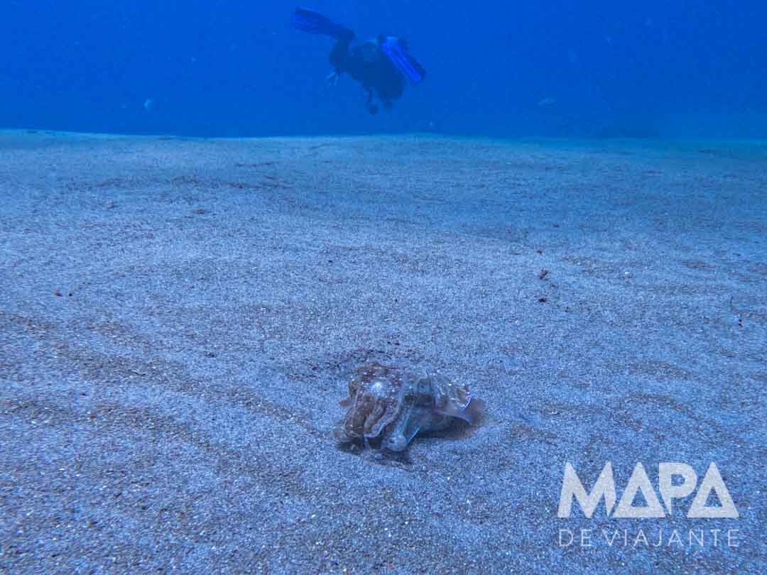Mergulho em Nusa Penida