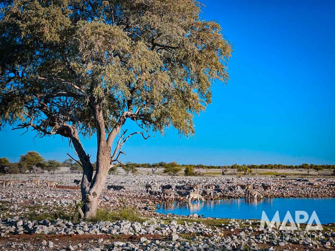 Namíbia África Safári Etosha Parque Nacional Zebra Leão Elefante Girafa game drive Okaukuejo Halali Waterhole