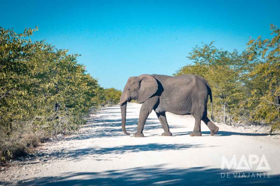 Namíbia África Safári Etosha Parque Nacional Zebra Leão Elefante Girafa game drive Okaukuejo Halali Waterhole big 5