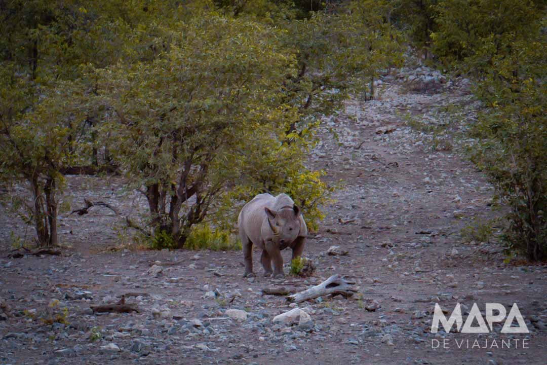Namíbia África Safári Etosha Parque Nacional Zebra Leão Elefante Girafa game drive Okaukuejo Halali Waterhole