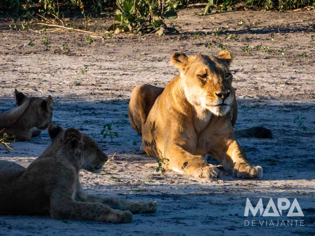 África Botsuana Chobe Safári Big 5