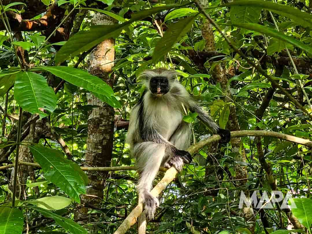 KV Spice Farm Jambiani Paje Kuza Cave Jozani Forest O que fazer Macado Colobus Vermelho