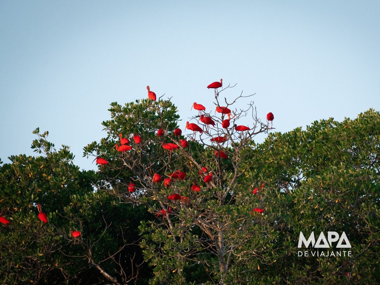 Delta do parnaíba Revoada dos Guarás Piauí Biodiversidade Nordeste Bioma