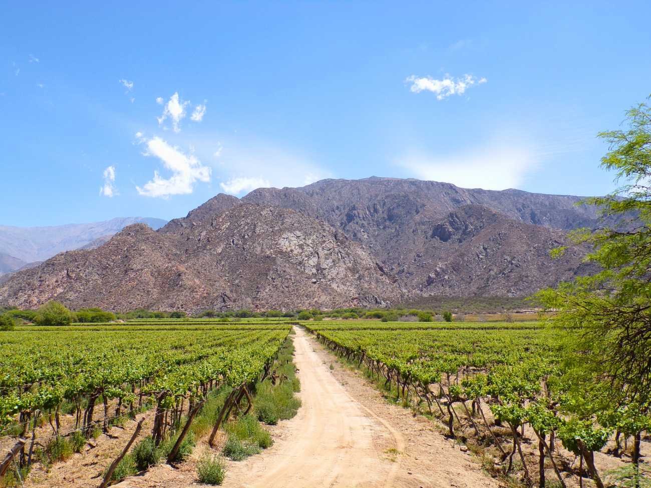 Vinícolas Cafayate Cachi Norte Argentina Salta Jujuy
