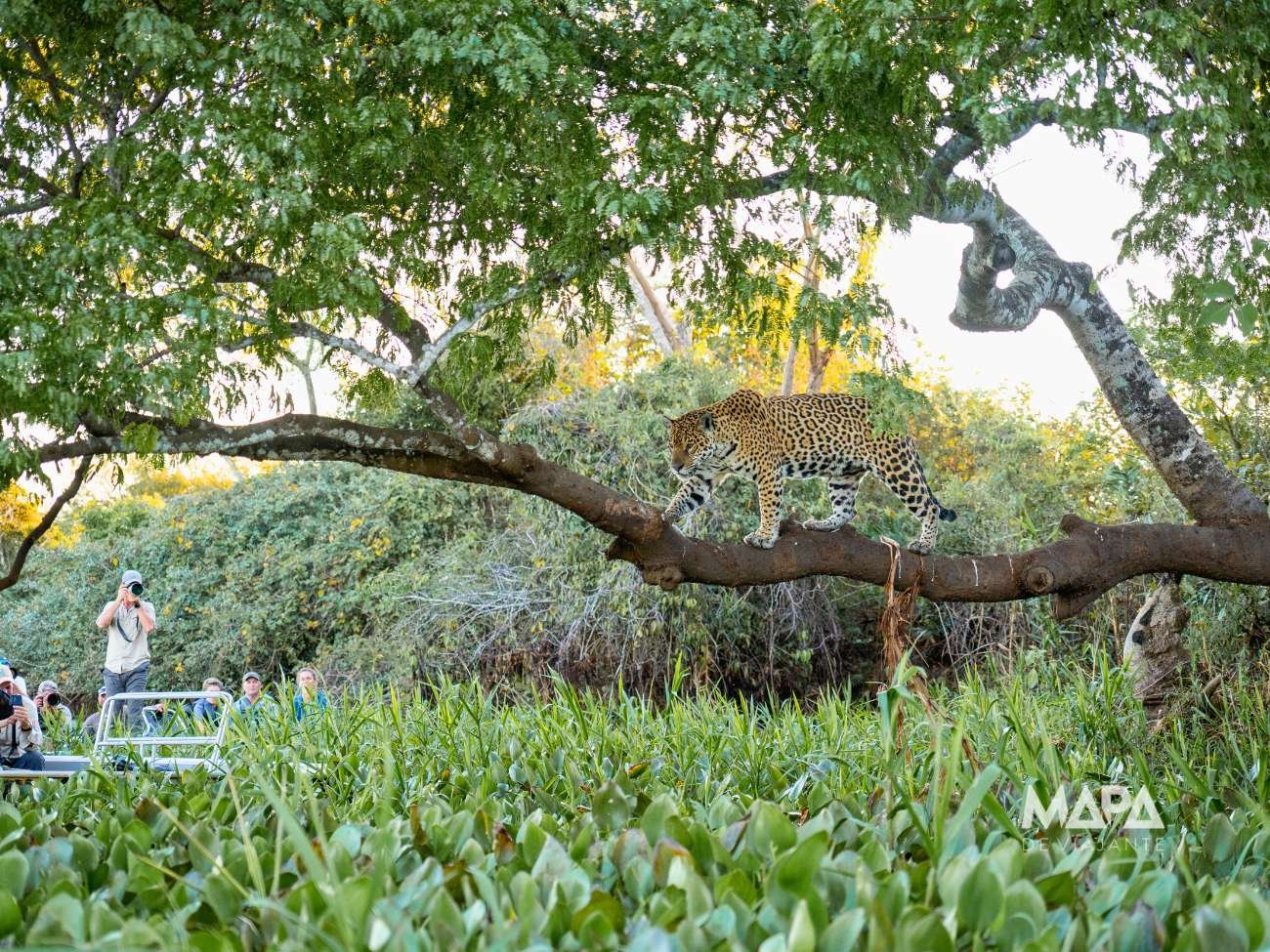 Onde ver Onça Pintada no Brasil Jaguar Safari Mato Grosso