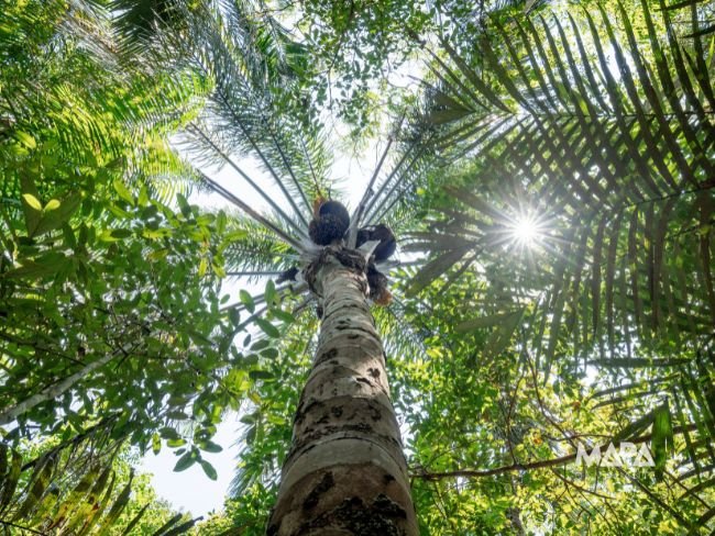 Hotel de Selva Amazônia Manaus Novo Airão Bioma Ecolodge Rio Negro Como é a experiência