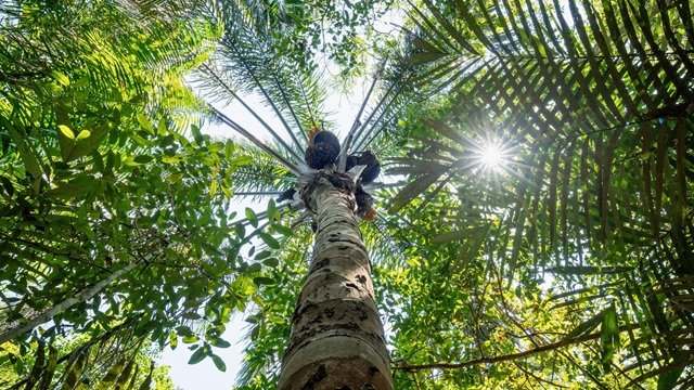 Hotel de Selva Amazônia Manaus Novo Airão Bioma Ecolodge Rio Negro Como é a experiência
