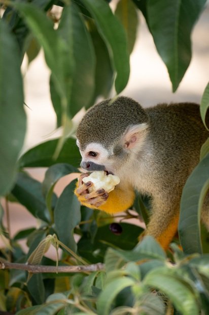 Amazônia Amazonas Manaus Alter do Chão Pará Norte do Brasil vida animal ecoturismo